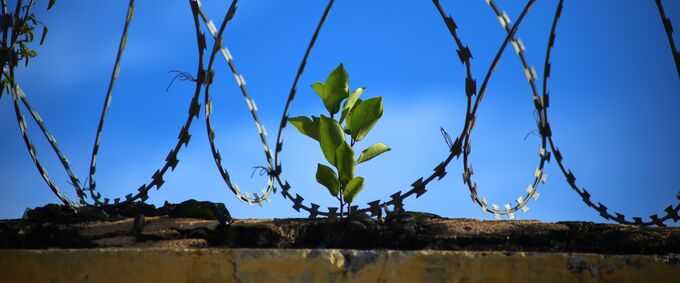 Eine kleine grüne Pflanze wächst durch einen Riss in einer Mauer, die mit Stacheldraht umgeben ist. Der Hintergrund zeigt einen klaren blauen Himmel. (Text KI generiert)