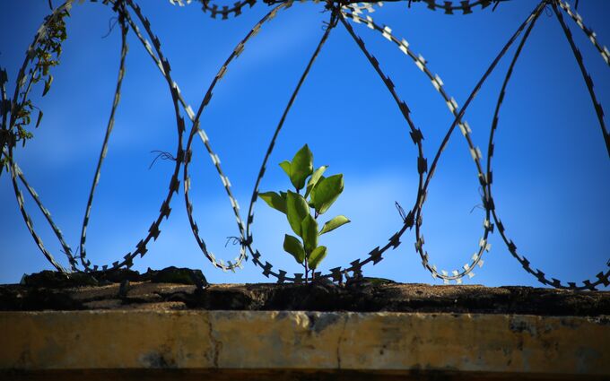 Eine kleine grüne Pflanze wächst durch einen Riss in einer Mauer, die mit Stacheldraht umgeben ist. Der Hintergrund zeigt einen klaren blauen Himmel. (Text KI generiert)